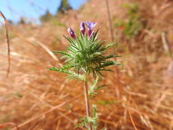 Image of downy pincushionplant