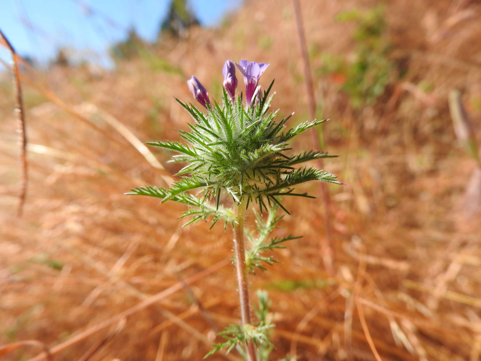 Image of downy pincushionplant