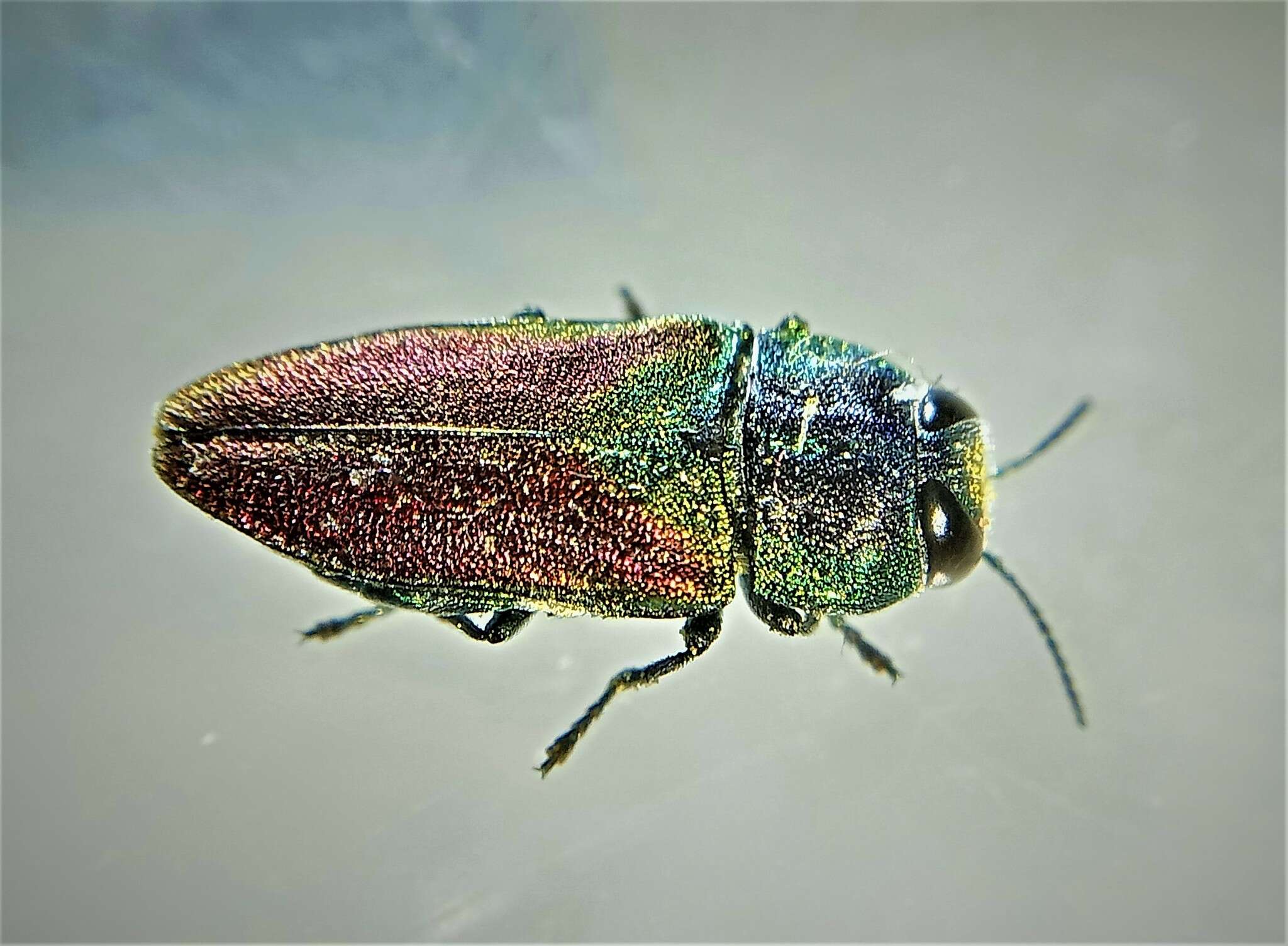 Image of Anthaxia passerinii (Pecchioli 1837)