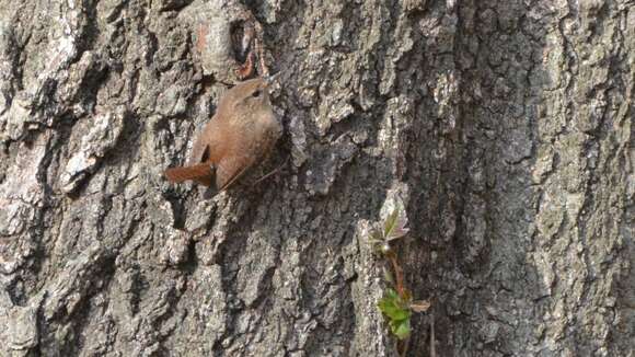 Image of Eastern Winter Wren