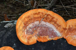 Image of Trametes coccinea (Fr.) Hai J. Li & S. H. He 2014