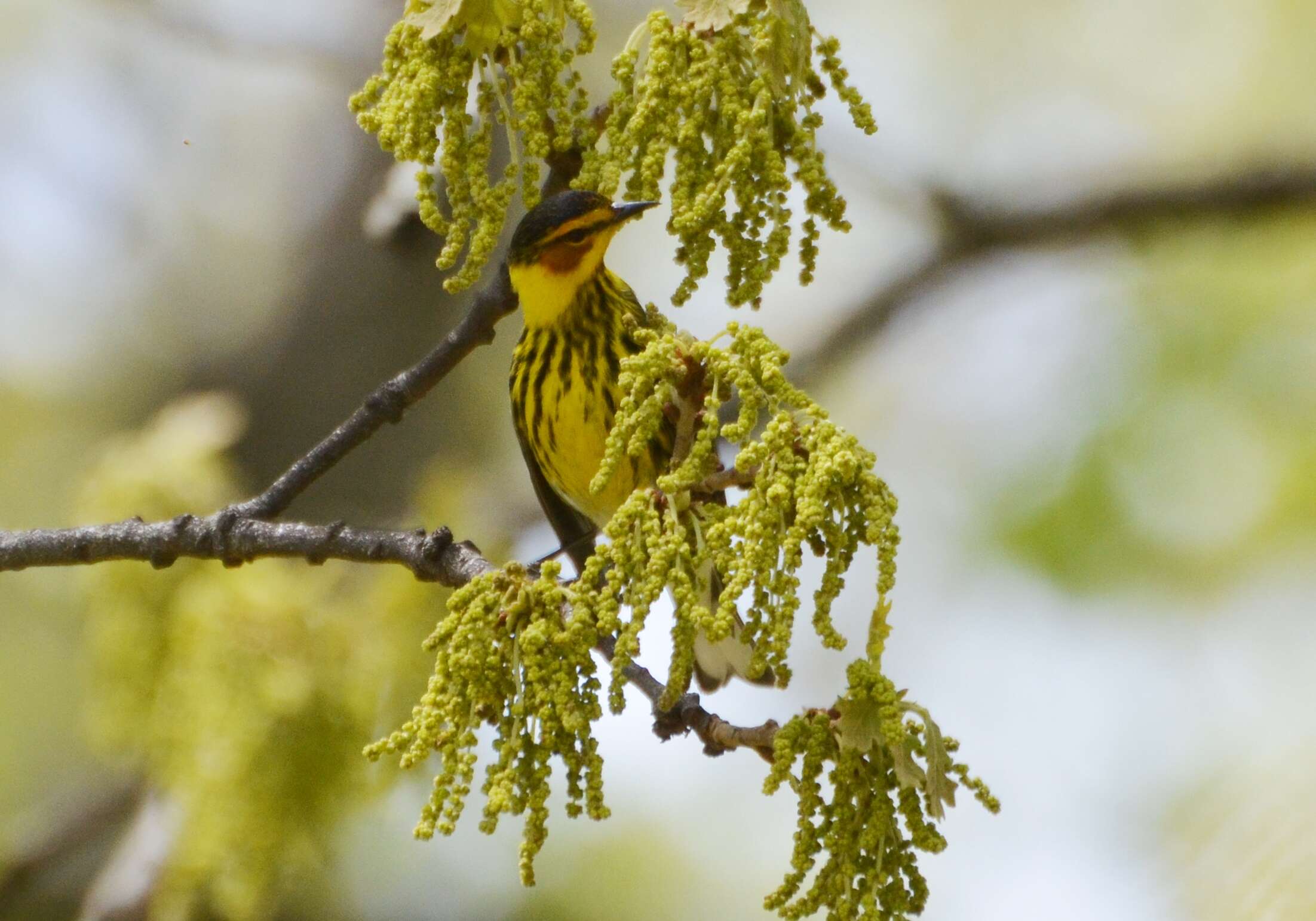 Image of Cape May Warbler