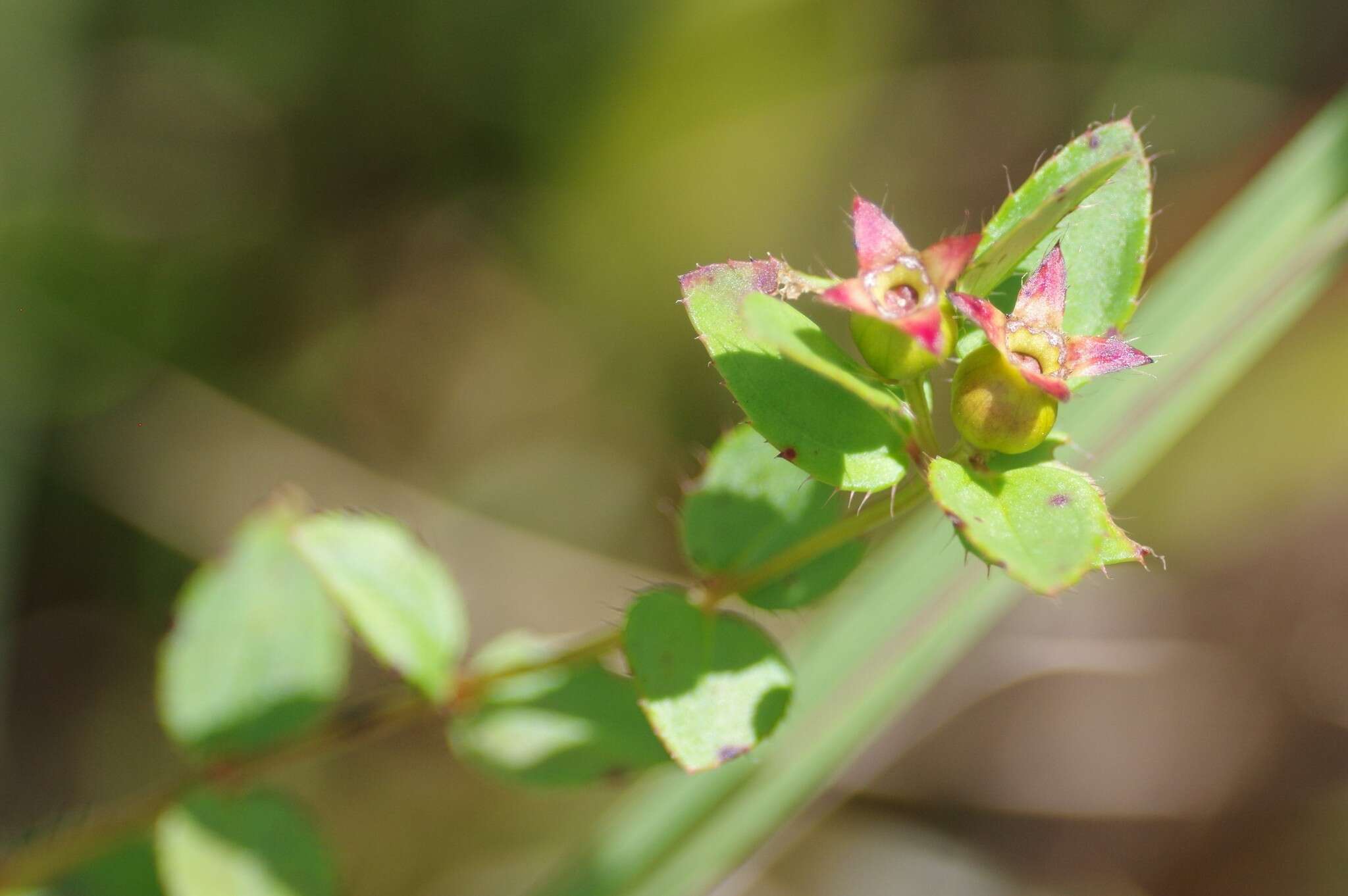 Imagem de Rhexia petiolata Walt.