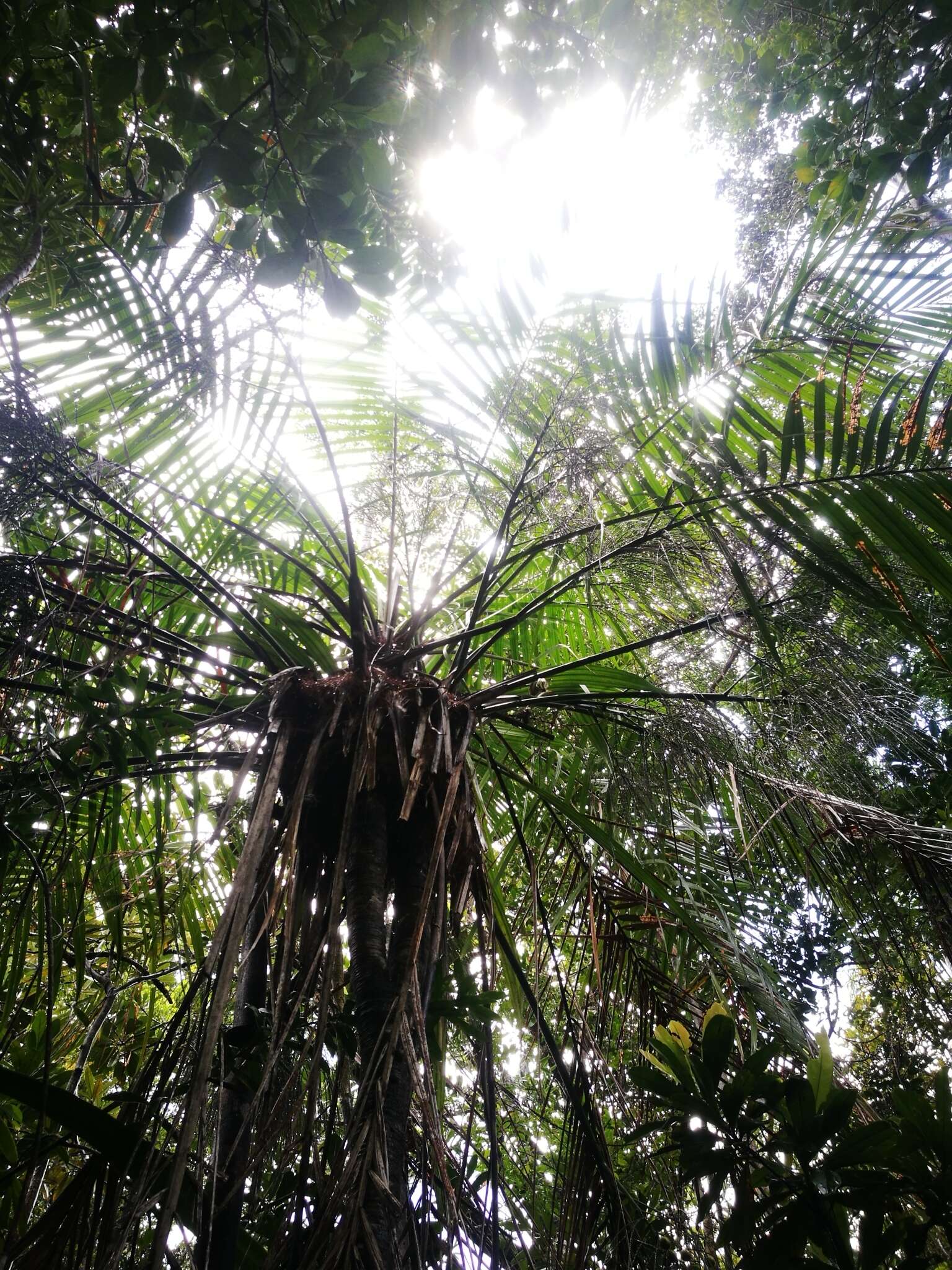 Image of Dypsis fibrosa (C. H. Wright) Beentje & J. Dransf.