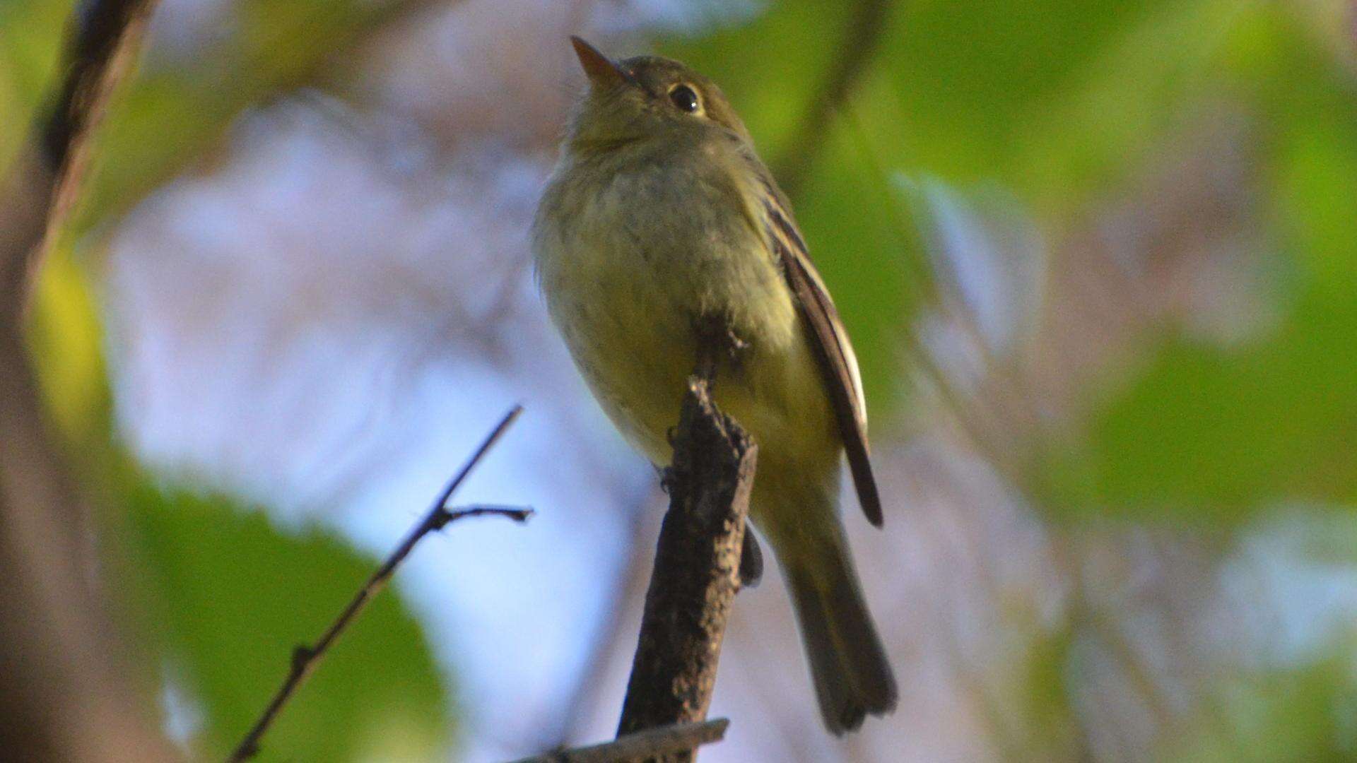 Image of Yellow-bellied Flycatcher