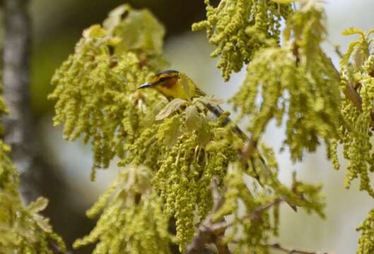 Image of Cape May Warbler