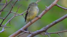 Image of Yellow-bellied Flycatcher