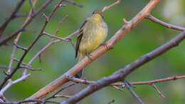 Image of Yellow-bellied Flycatcher