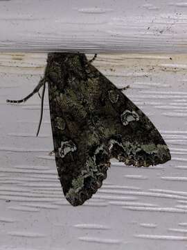 Image of Bertha armyworm