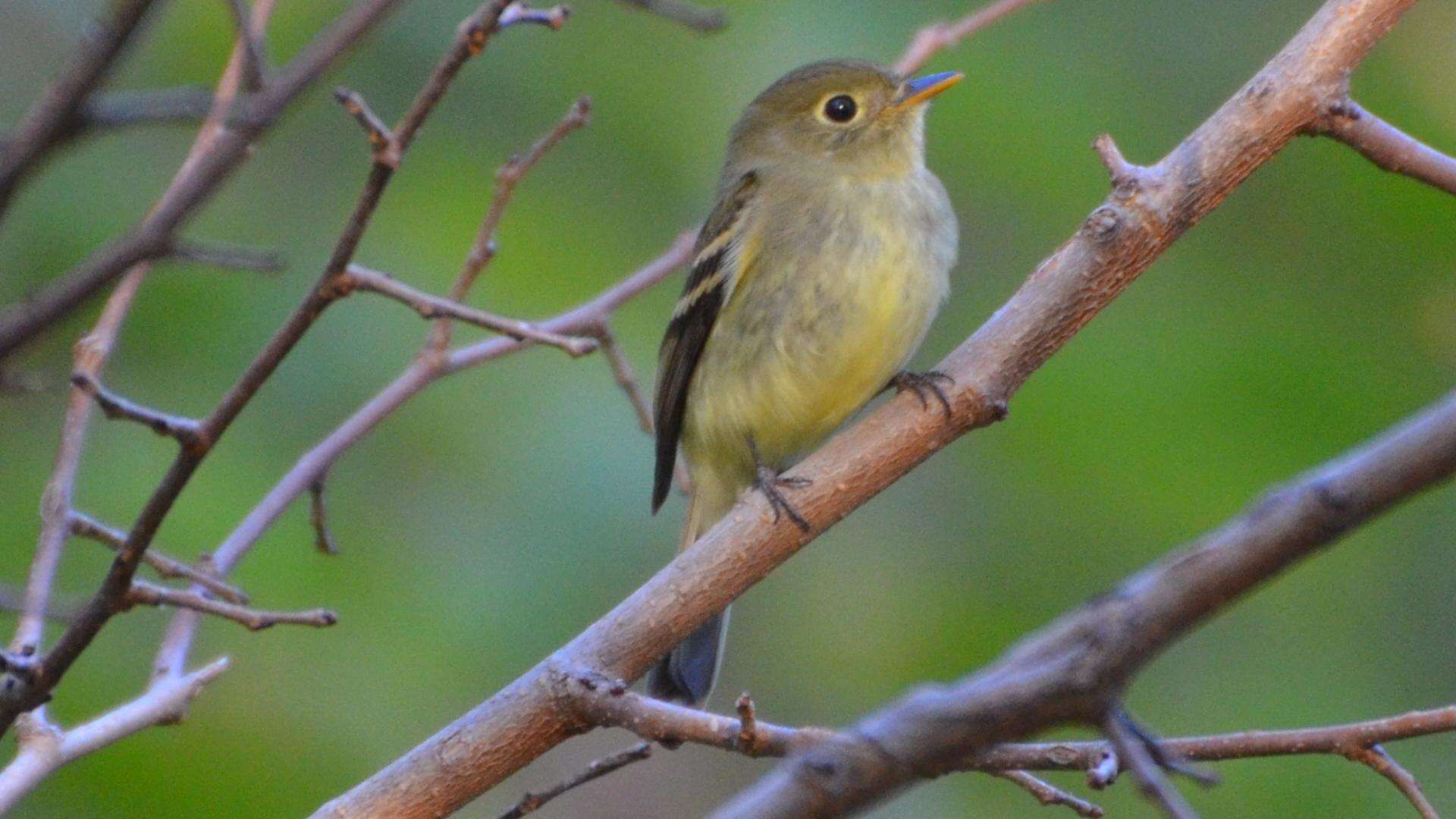 Image of Yellow-bellied Flycatcher