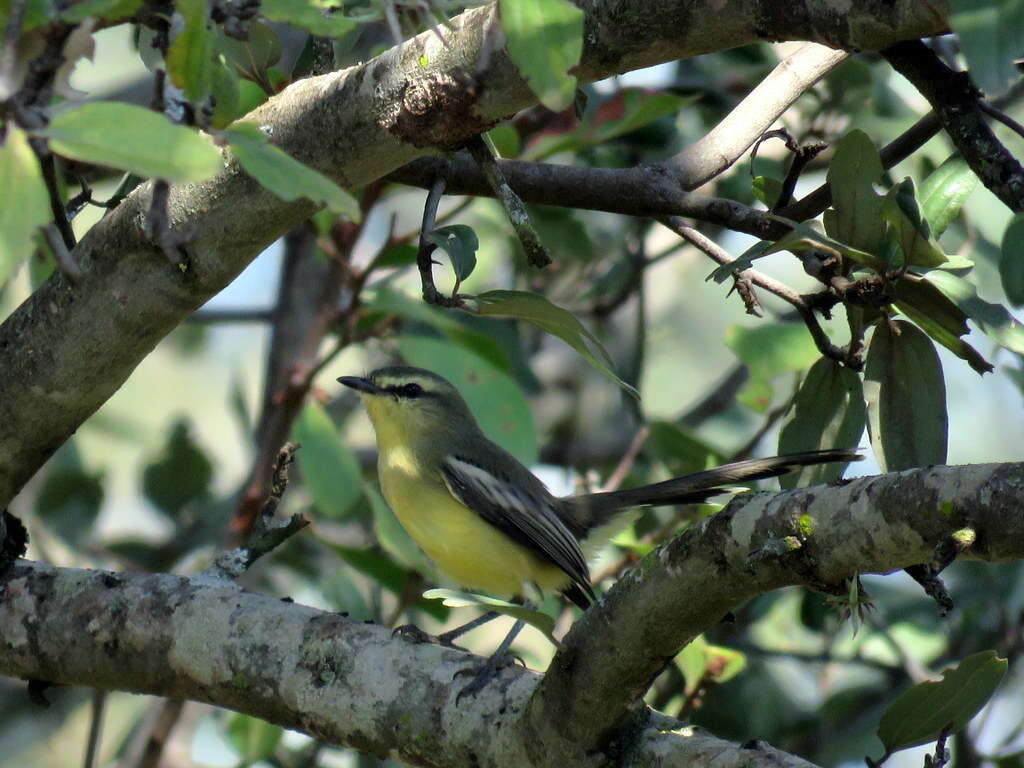 Image of Greater Wagtail-Tyrant