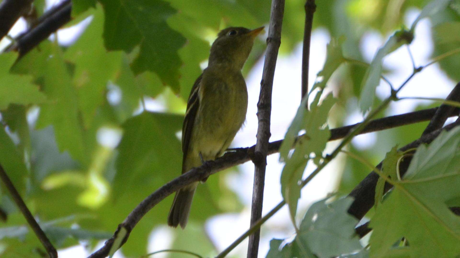 Image of Yellow-bellied Flycatcher