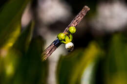 Imagem de Cynanchum gerrardii (Harvey) S. Liede