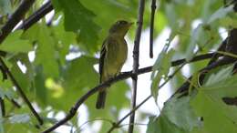 Image of Yellow-bellied Flycatcher