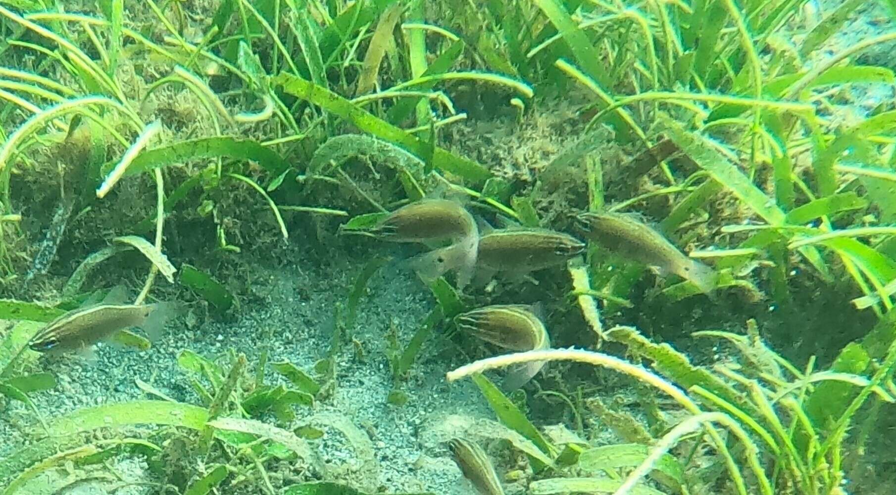 Image of Cardinal fish