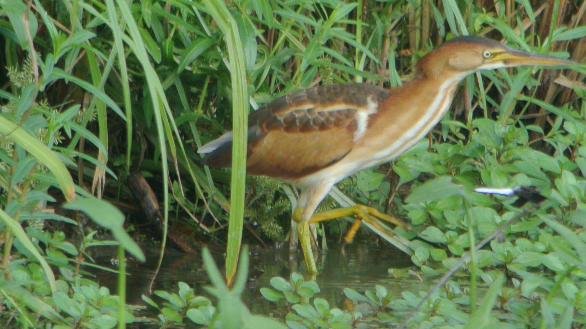 Image of Least Bittern