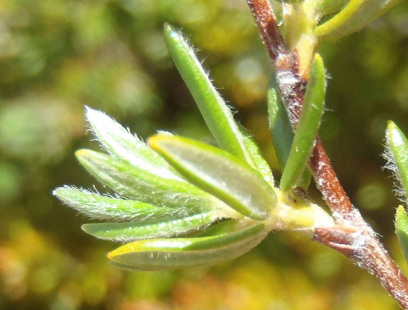 Image of Cliffortia eriocephalina Cham.