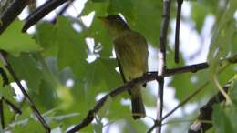 Image of Yellow-bellied Flycatcher