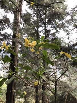 Image of orange jessamine