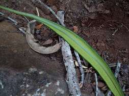 Elaphoglossum acrostichoides (Hook. & Grev.) Schelpe resmi