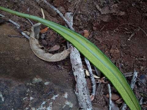 Image de Elaphoglossum acrostichoides (Hook. & Grev.) Schelpe