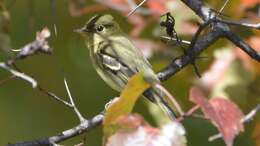 Image of Yellow-bellied Flycatcher