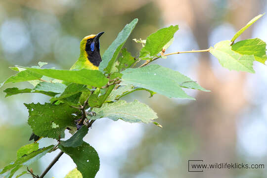 Слика од Chloropsis aurifrons (Temminck 1829)