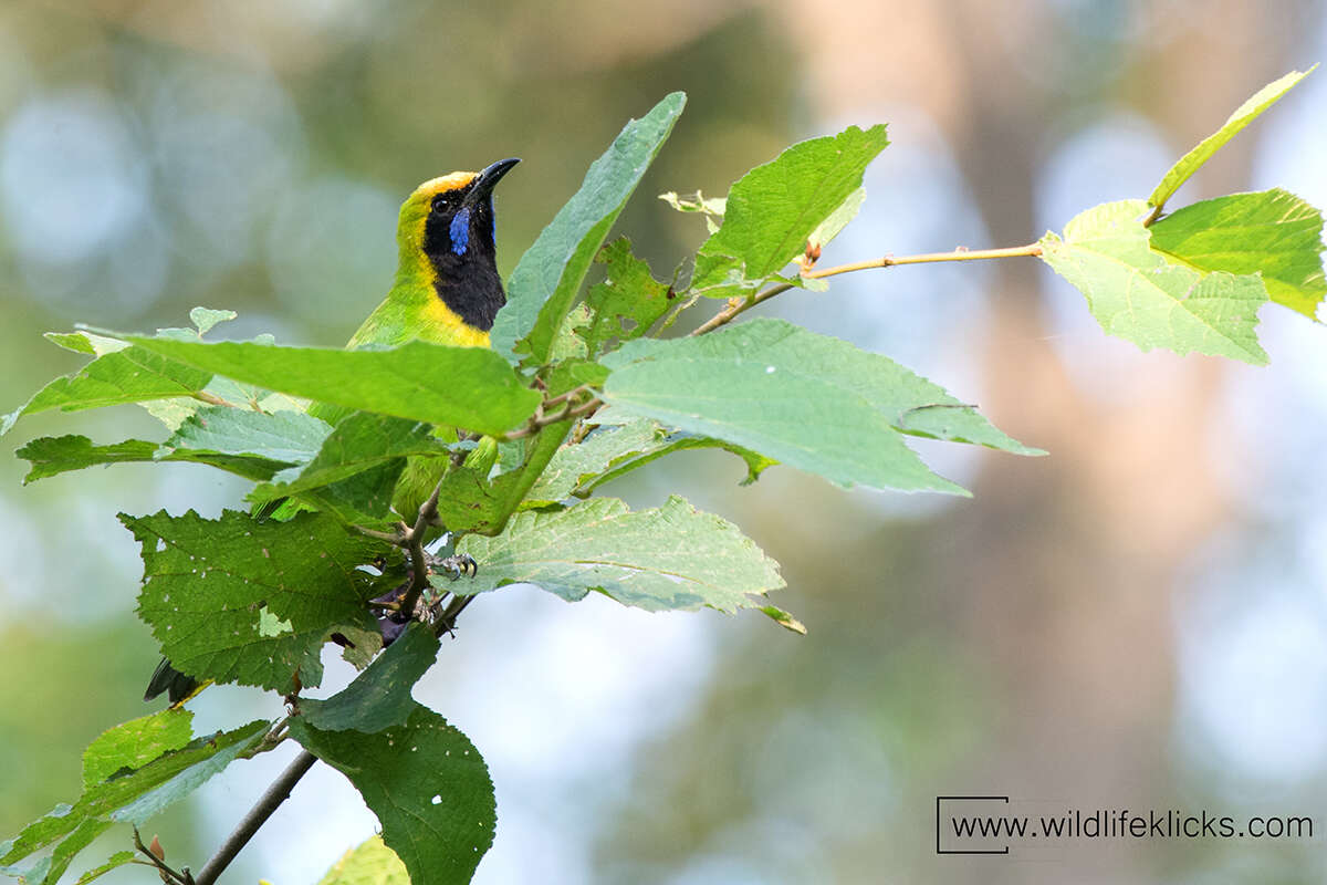Image of Golden-fronted Leafbird
