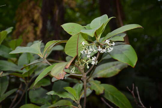 صورة Rondeletia portoricensis Krug & Urb.