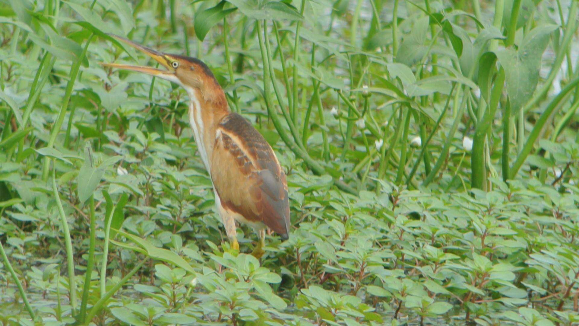 Image of Least Bittern