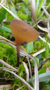 صورة Myriosclerotinia caricis-ampullaceae (Nyberg) N. F. Buchw. 1947