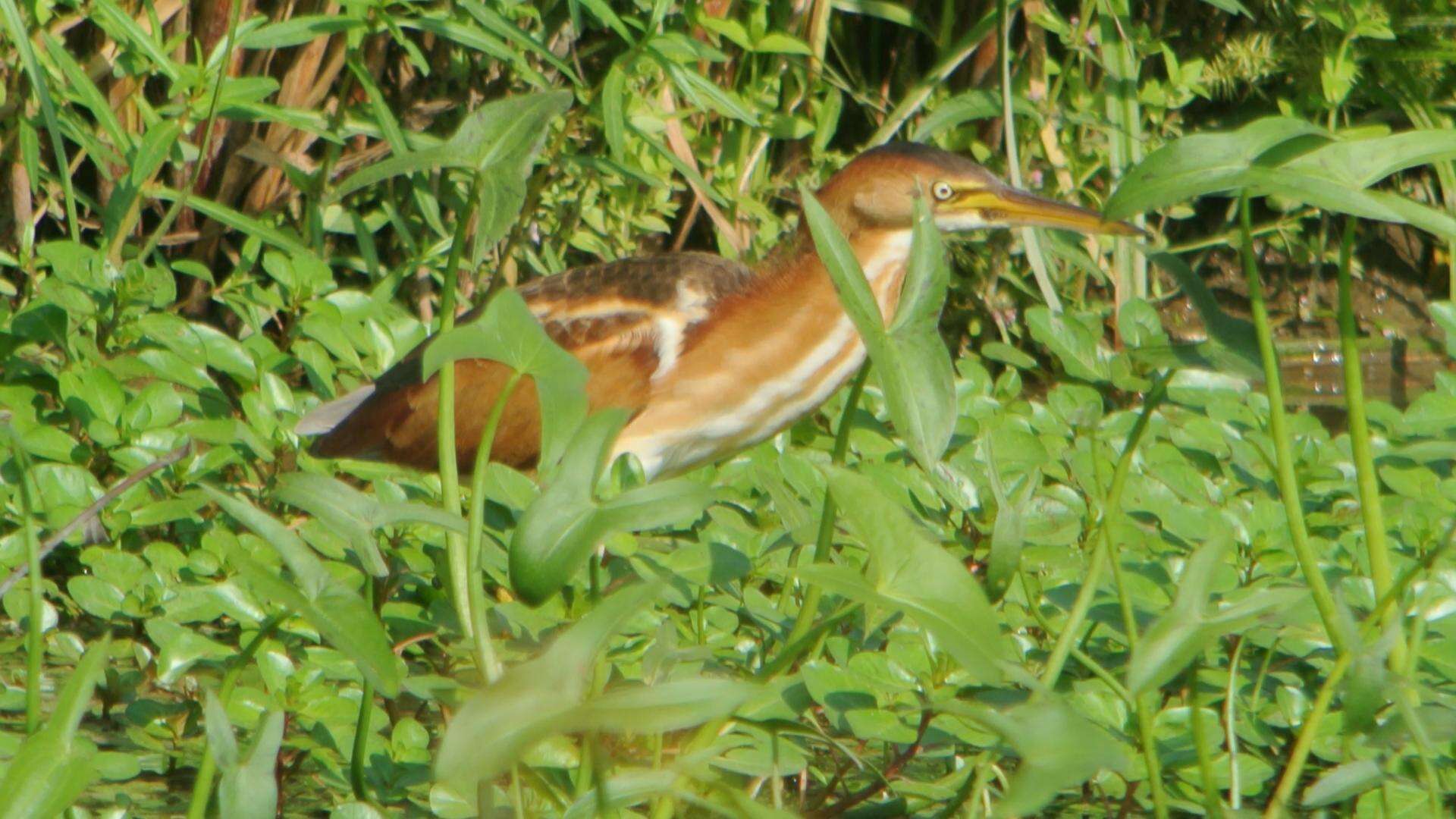 Image of Least Bittern