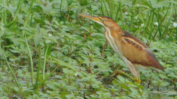 Image of Least Bittern