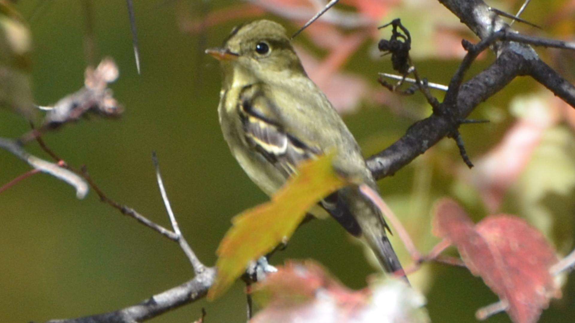 Image of Yellow-bellied Flycatcher