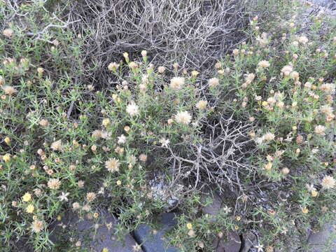 صورة Bajacalia crassifolia (S. Wats.) Loockerman, B. L. Turner & R. K. Jansen