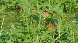 Image of Least Bittern