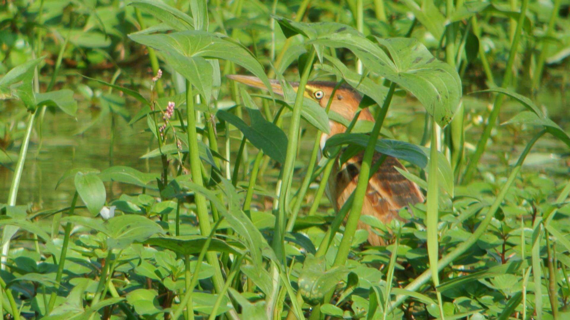 Image of Least Bittern