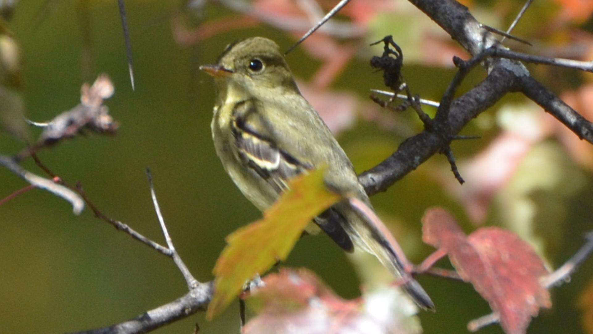 Image of Yellow-bellied Flycatcher