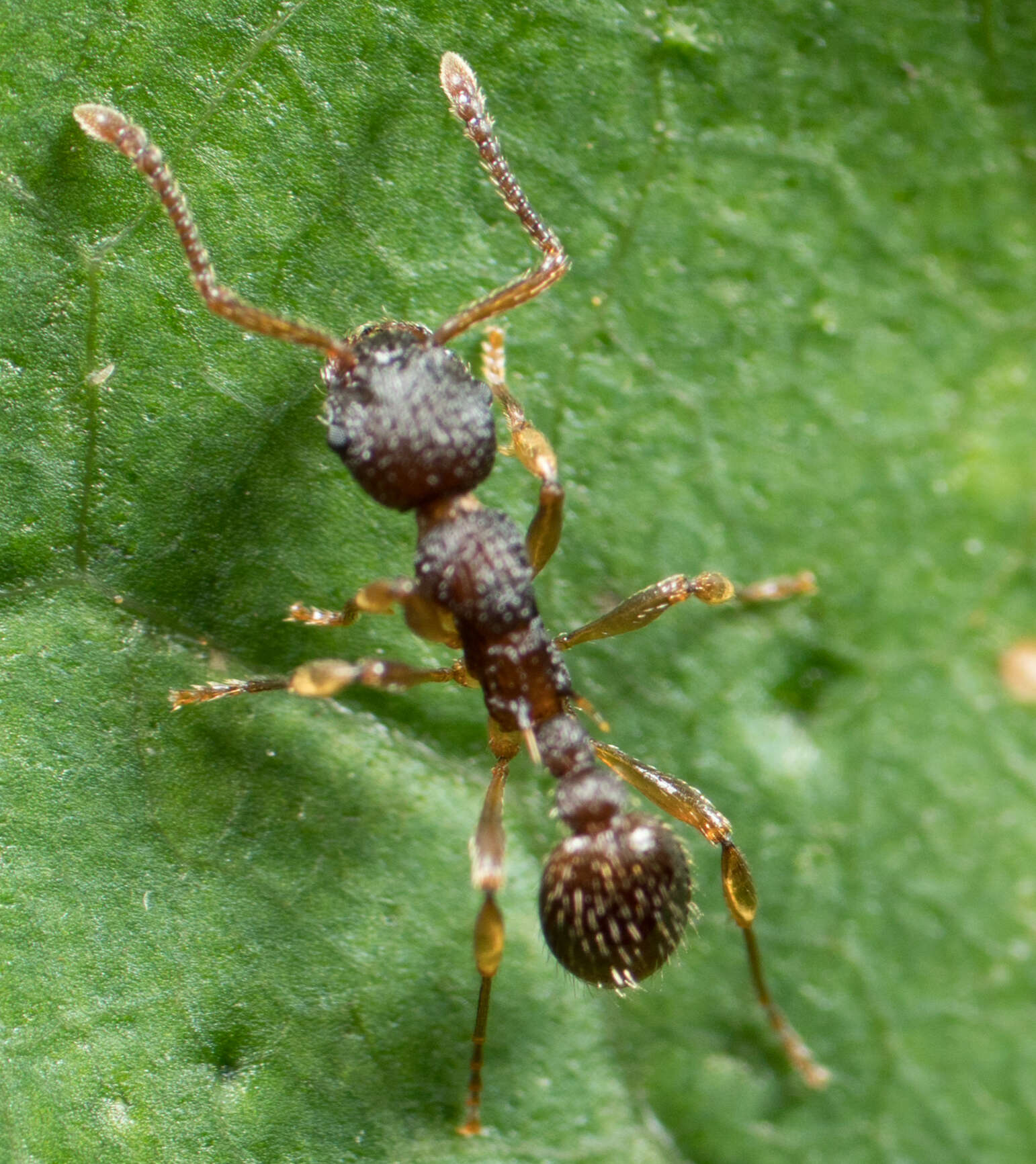 Image of Myrmica punctiventris Roger 1863