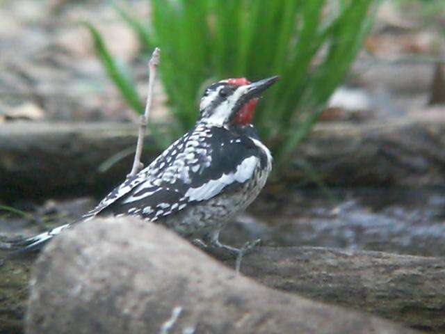 Image of Sapsucker