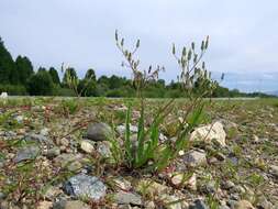 Image of Ixeris chinensis subsp. versicolor (Fisch. ex Link) Kitam.