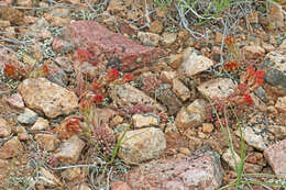 Слика од Sedum lanceolatum subsp. lanceolatum