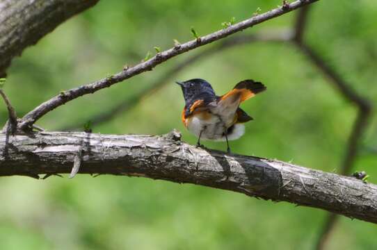 Image of American Redstart