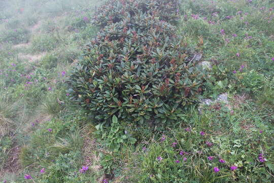 Image of Rhododendron caucasicum Pall.