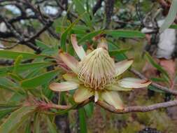 Image of Protea petiolaris (Engl. ex Hiern) Welw.