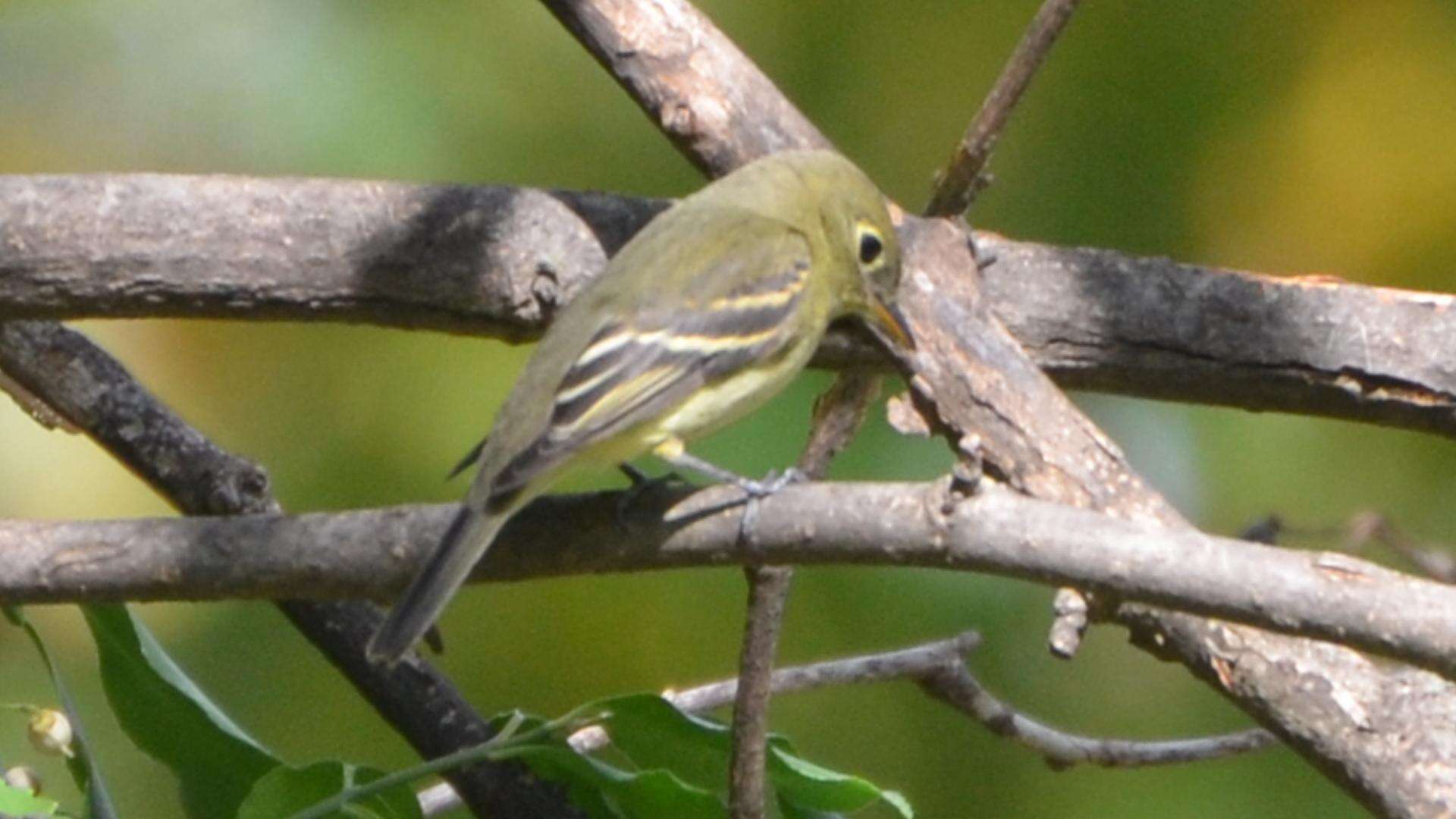 Image of Yellow-bellied Flycatcher