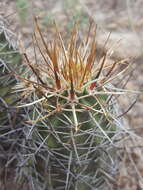 Image de Echinocereus fendleri subsp. fendleri