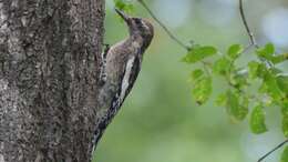 Image of Sapsucker