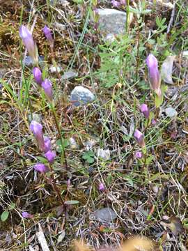 Image of Four-Part Dwarf-Gentian