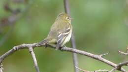 Image of Yellow-bellied Flycatcher